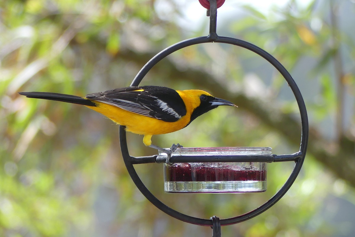 Hooded Oriole - Marcie Mason