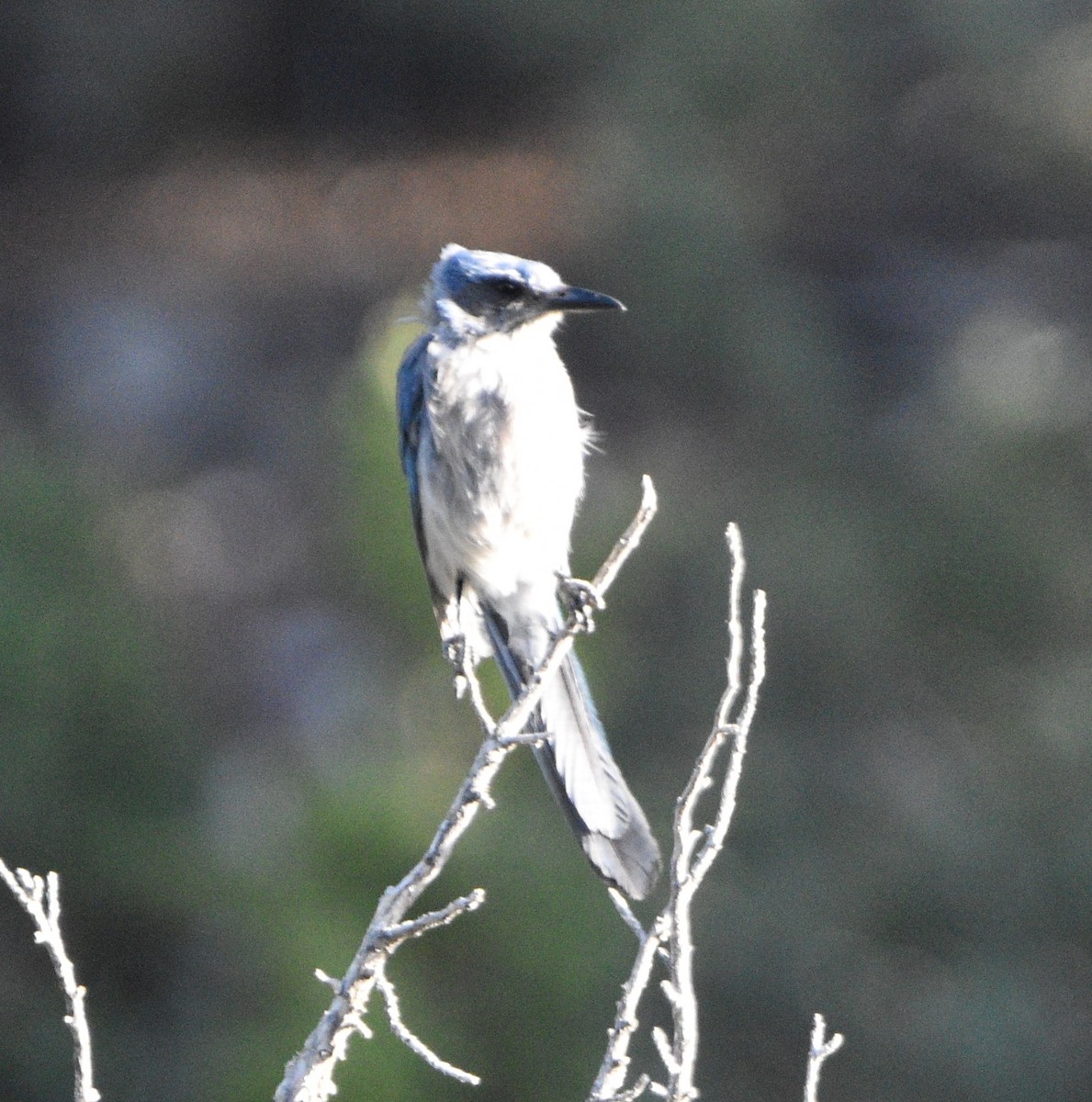 Woodhouse's Scrub-Jay - ML466758621