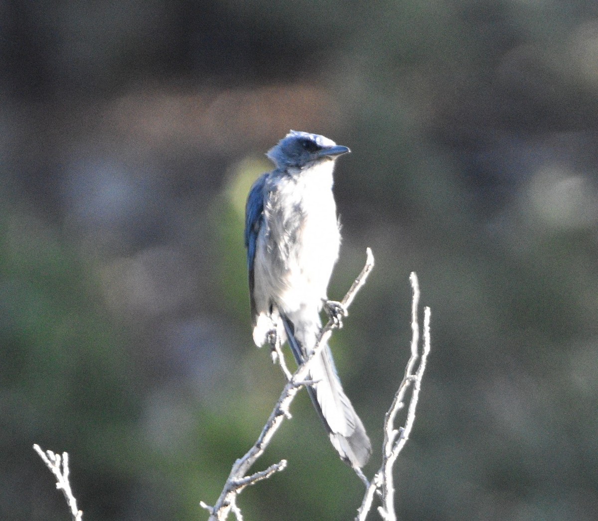 Woodhouse's Scrub-Jay - Peter Olsoy