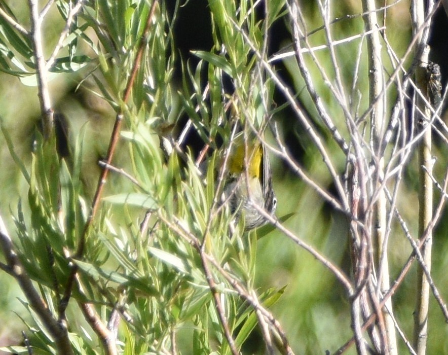 Virginia's Warbler - Peter Olsoy