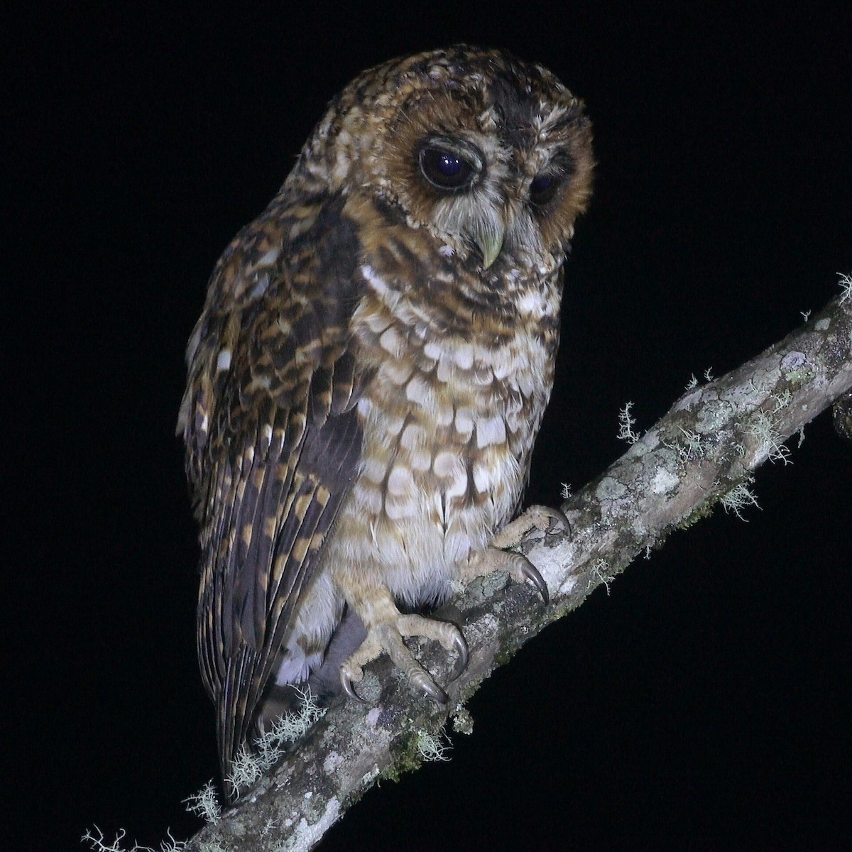 Rufous-banded Owl - Daniel Pacheco Osorio