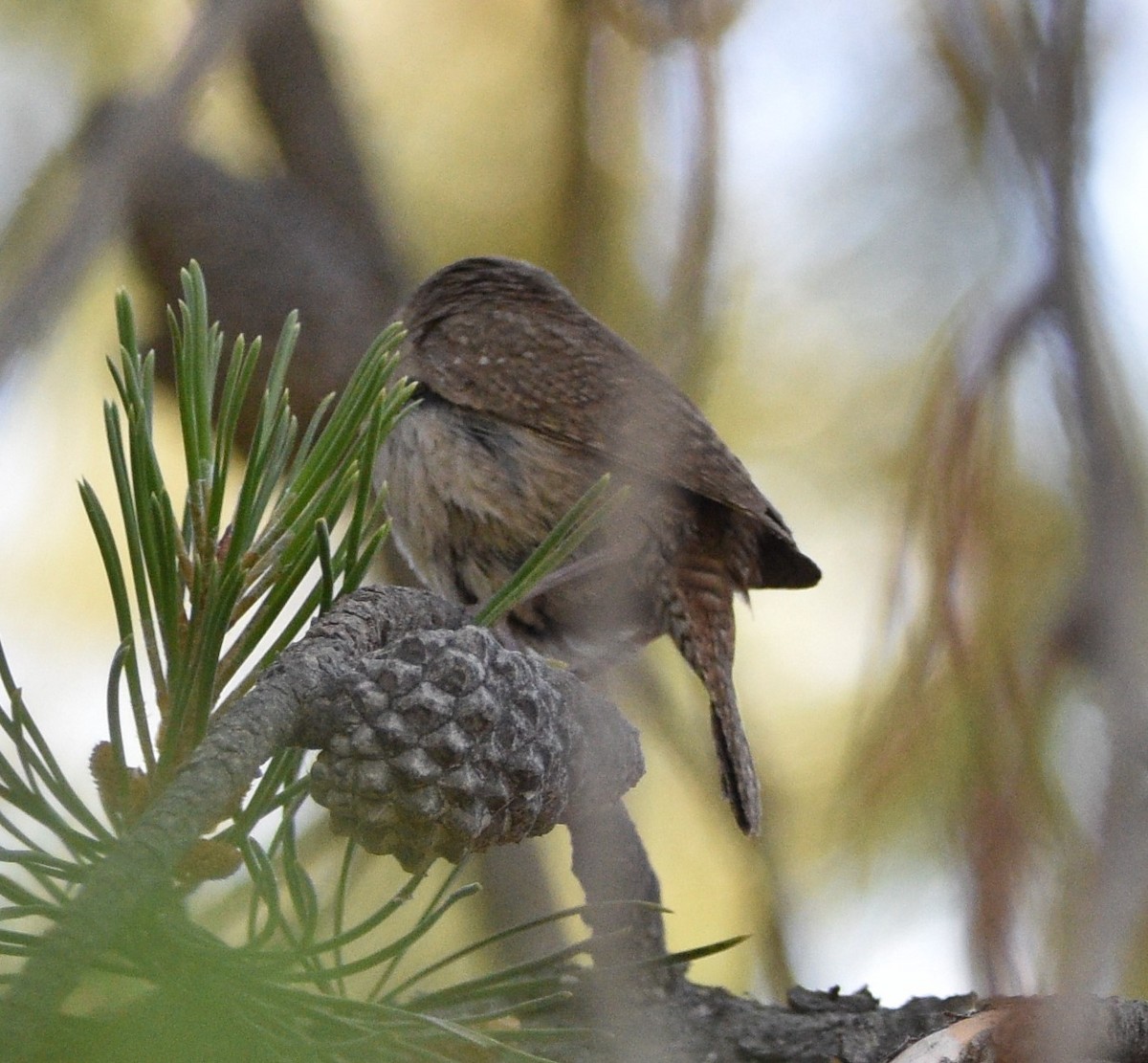 House Wren - ML466760241