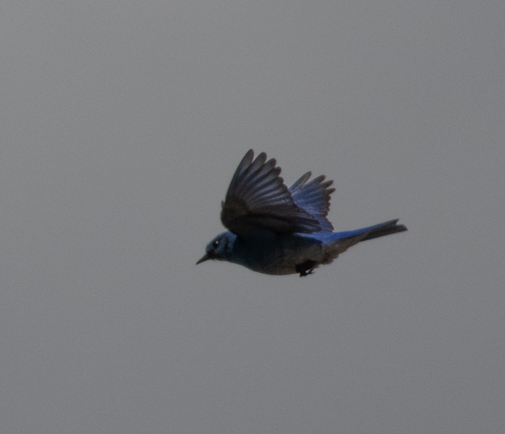 Mountain Bluebird - ML466760341