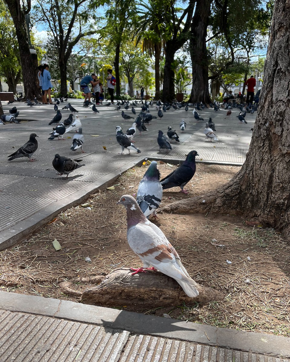 Rock Pigeon (Feral Pigeon) - ML466760881