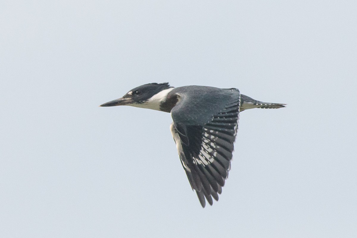 Belted Kingfisher - ML466761031