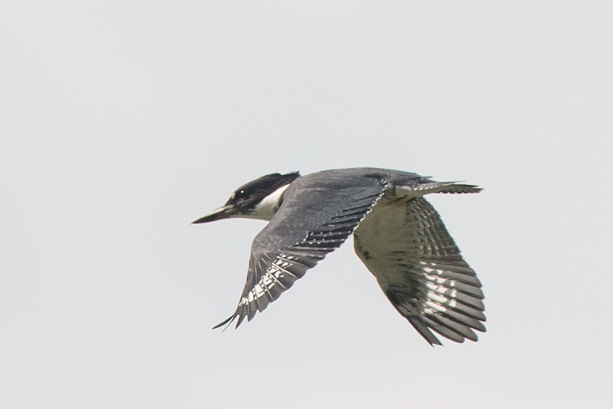 Belted Kingfisher - ML466761041