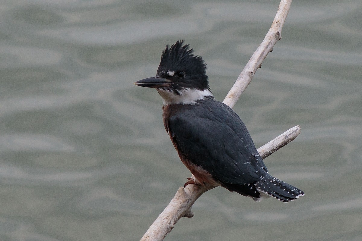 Belted Kingfisher - ML466761051