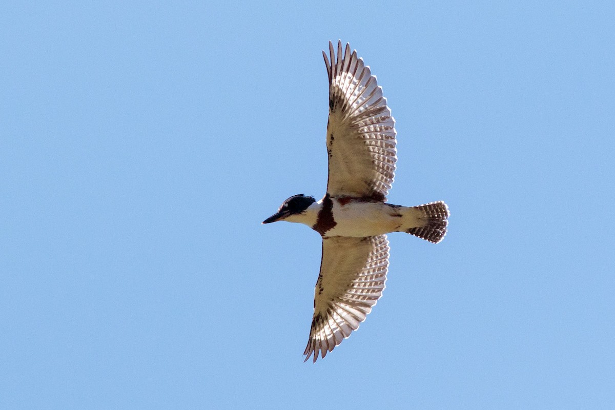 Belted Kingfisher - ML466761771