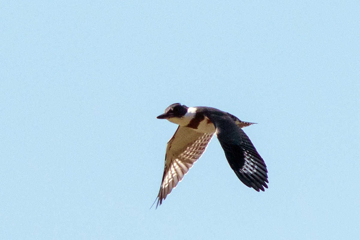 Belted Kingfisher - ML466761781