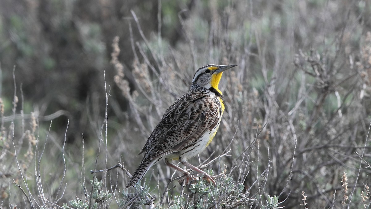 Western Meadowlark - ML466763401