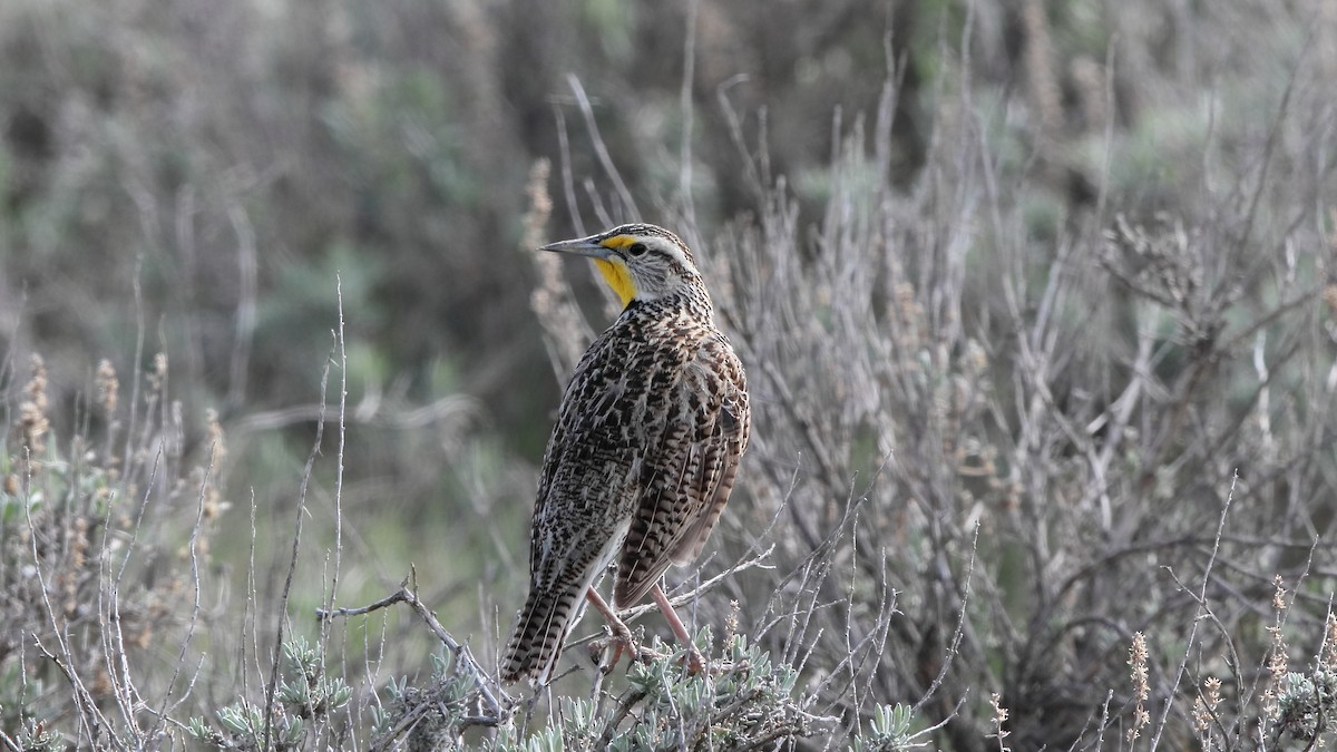 Western Meadowlark - ML466763431