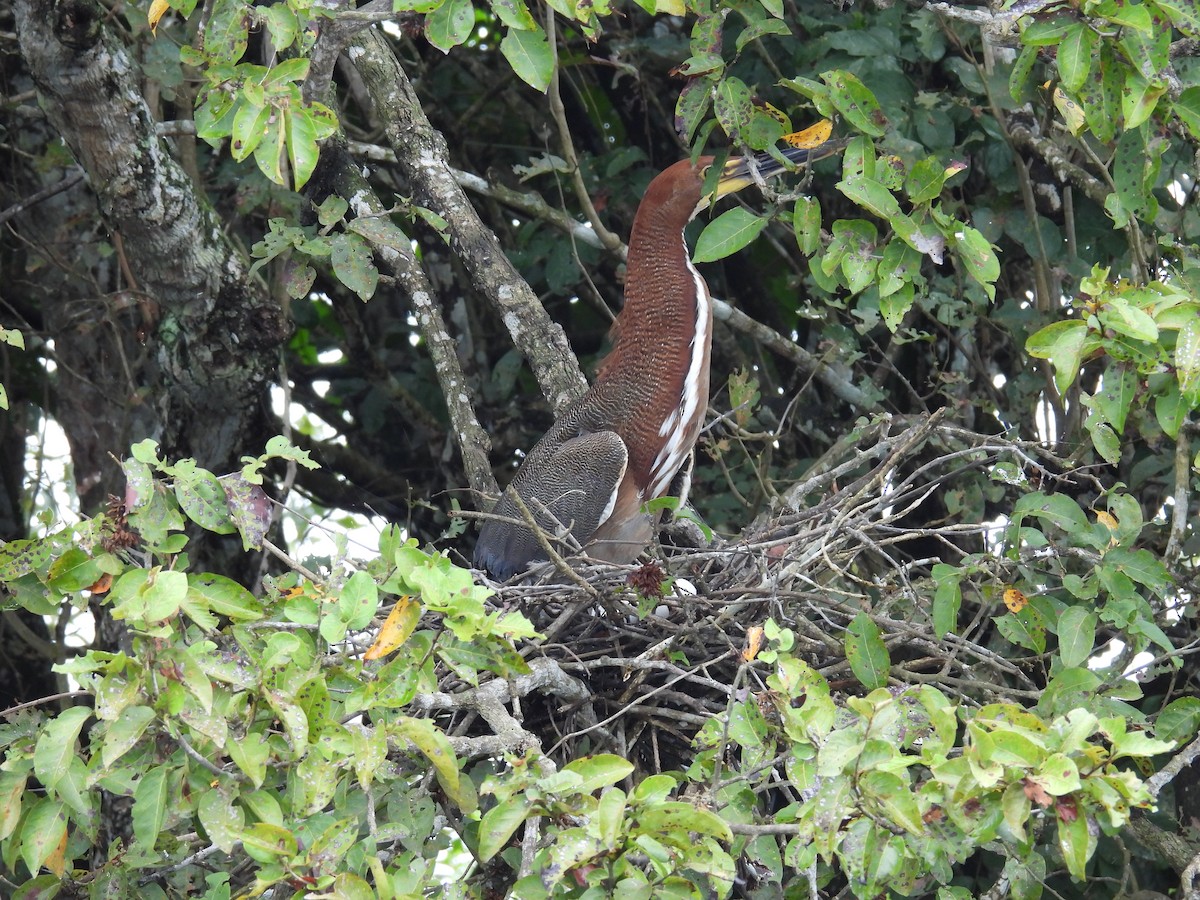 Rufescent Tiger-Heron - Mauricio Zanoletti