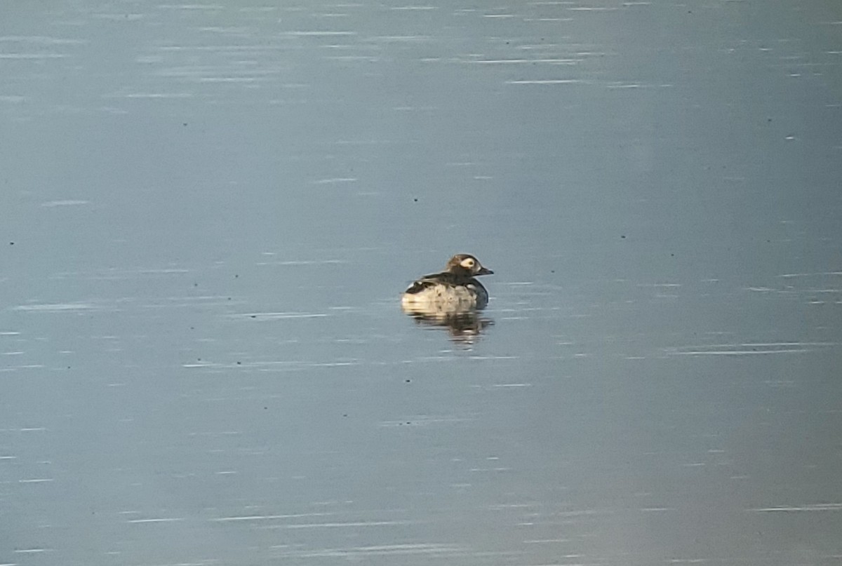 Long-tailed Duck - Daniel Casey