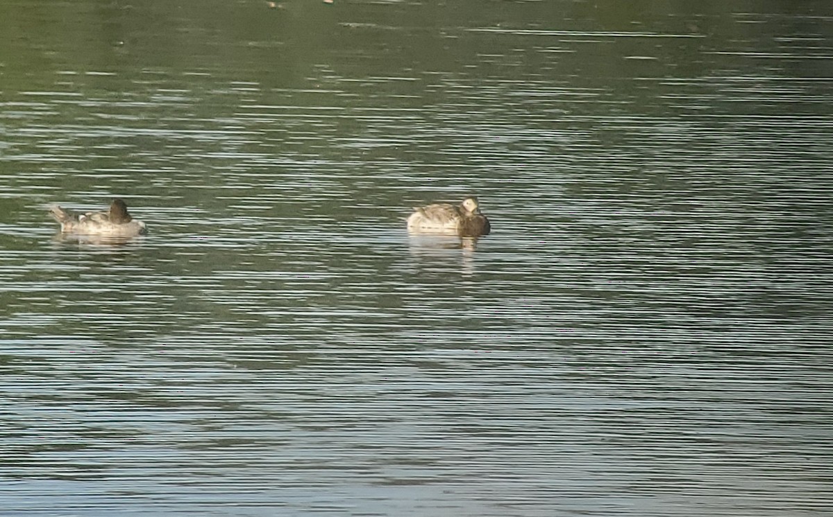 Long-tailed Duck - ML466764631