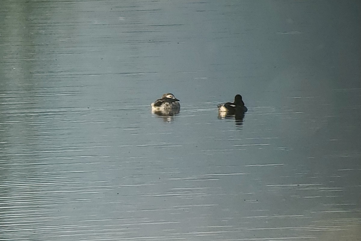 Long-tailed Duck - ML466764641