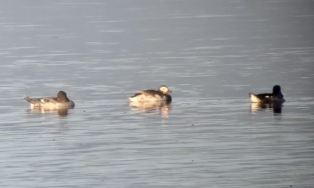 Long-tailed Duck - ML466764651