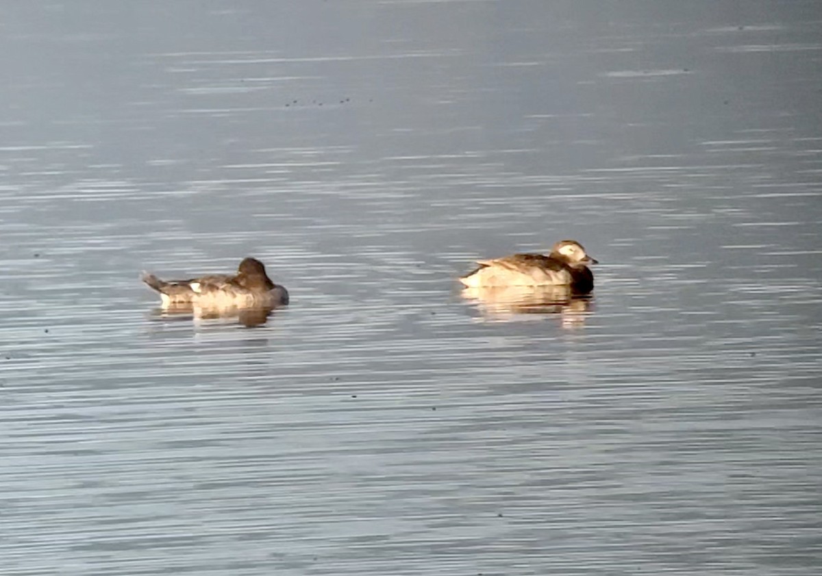 Long-tailed Duck - Daniel Casey