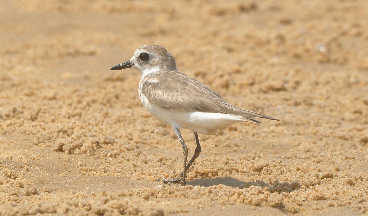 Greater Sand-Plover - ML466765711