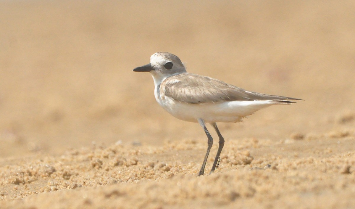 Greater Sand-Plover - ML466765731