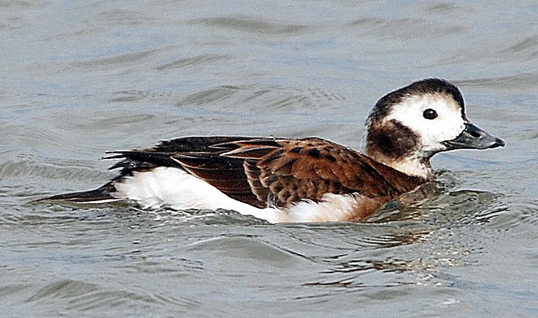 Long-tailed Duck - Richard Haimes