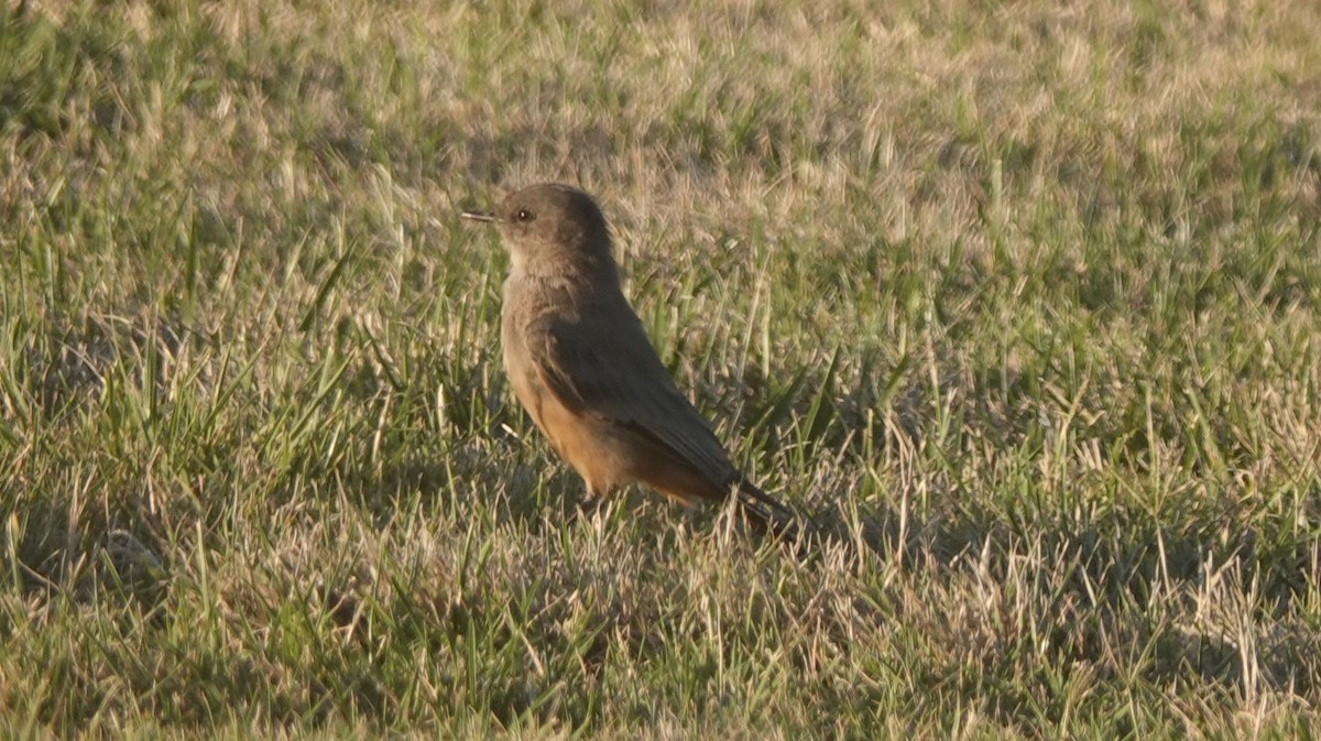 Say's Phoebe - ML466767991