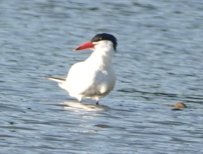 Caspian Tern - ML466768081