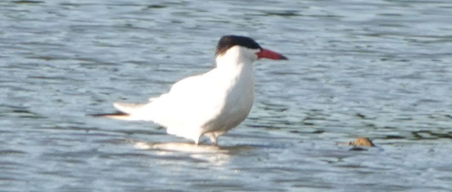 Caspian Tern - ML466768101