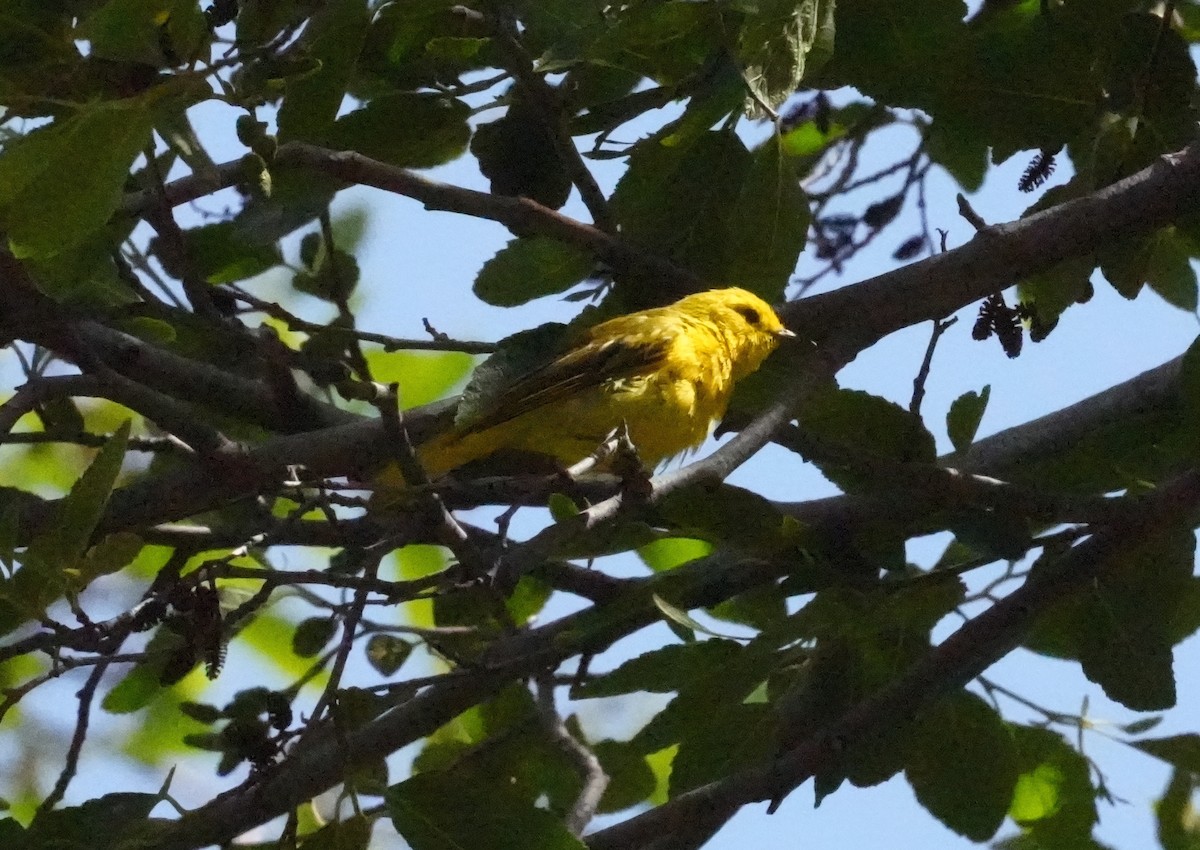 Yellow Warbler - ML466770021