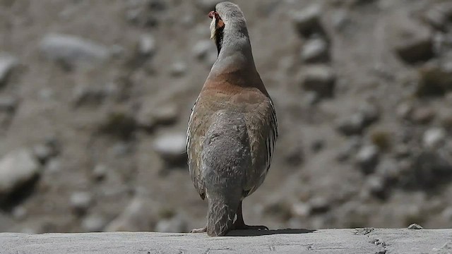 Chukar - ML466771491