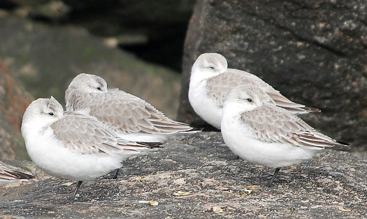 Sanderling - Richard Haimes