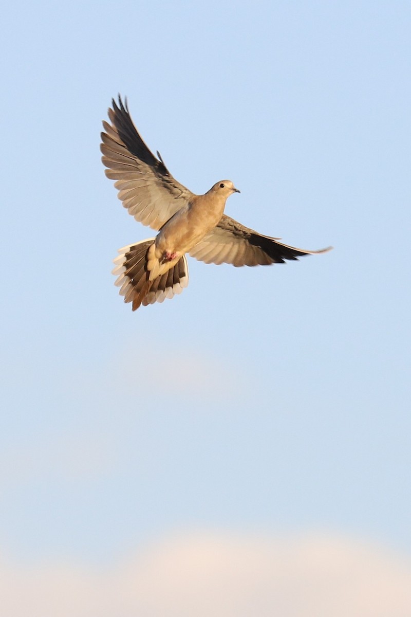 Mourning Dove - ML466771841