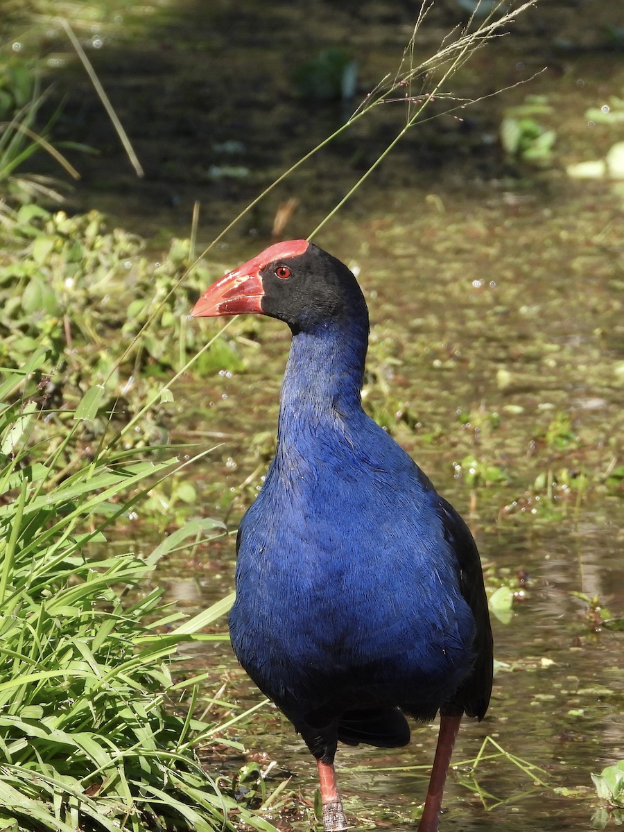 Australasian Swamphen - ML466772441