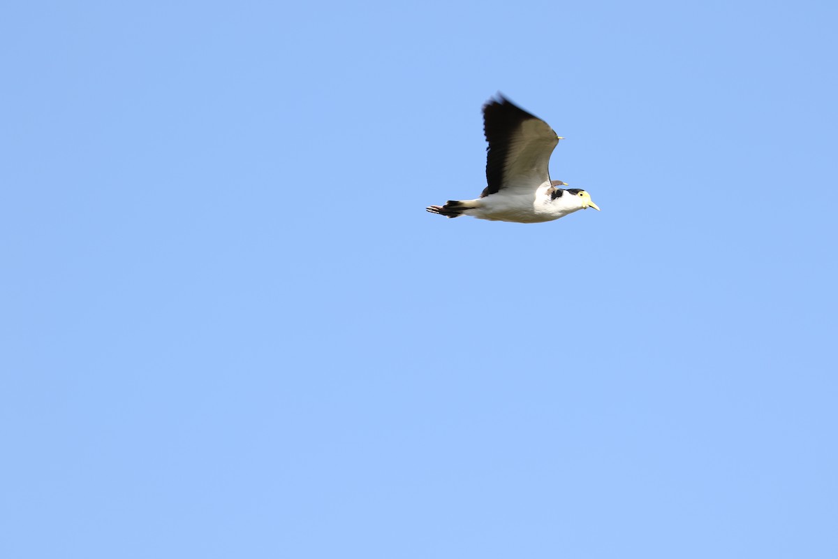 Masked Lapwing - ML466774451