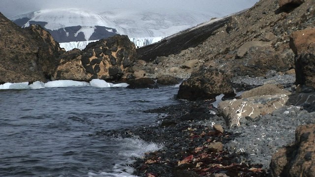 Adelie Penguin - ML466775