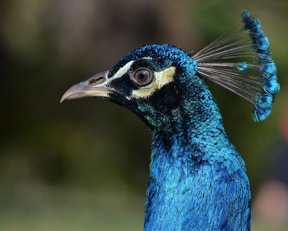 Indian Peafowl (Domestic type) - Peter Storer