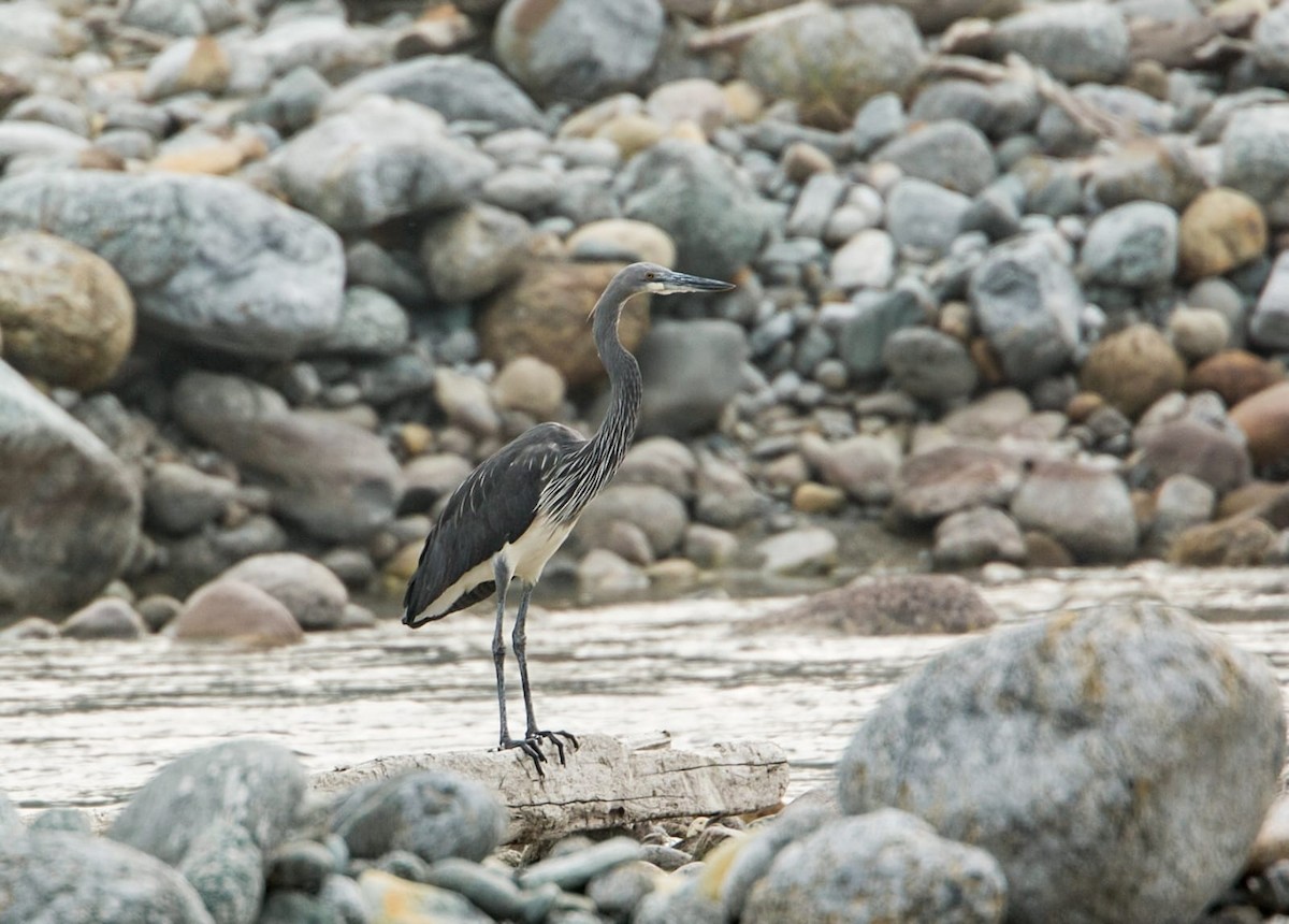 White-bellied Heron - ML466775531