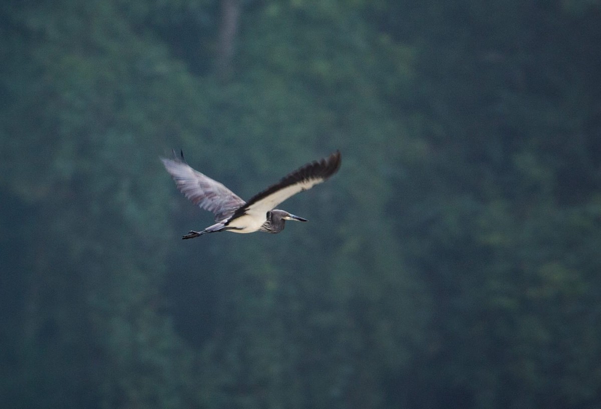 White-bellied Heron - ML466775541