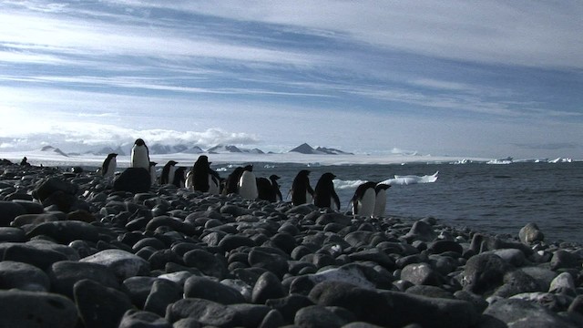 Adelie Penguin - ML466776