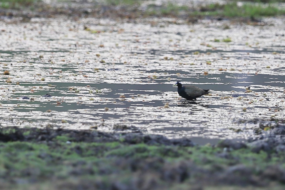 Bronze-winged Jacana - ML466776541