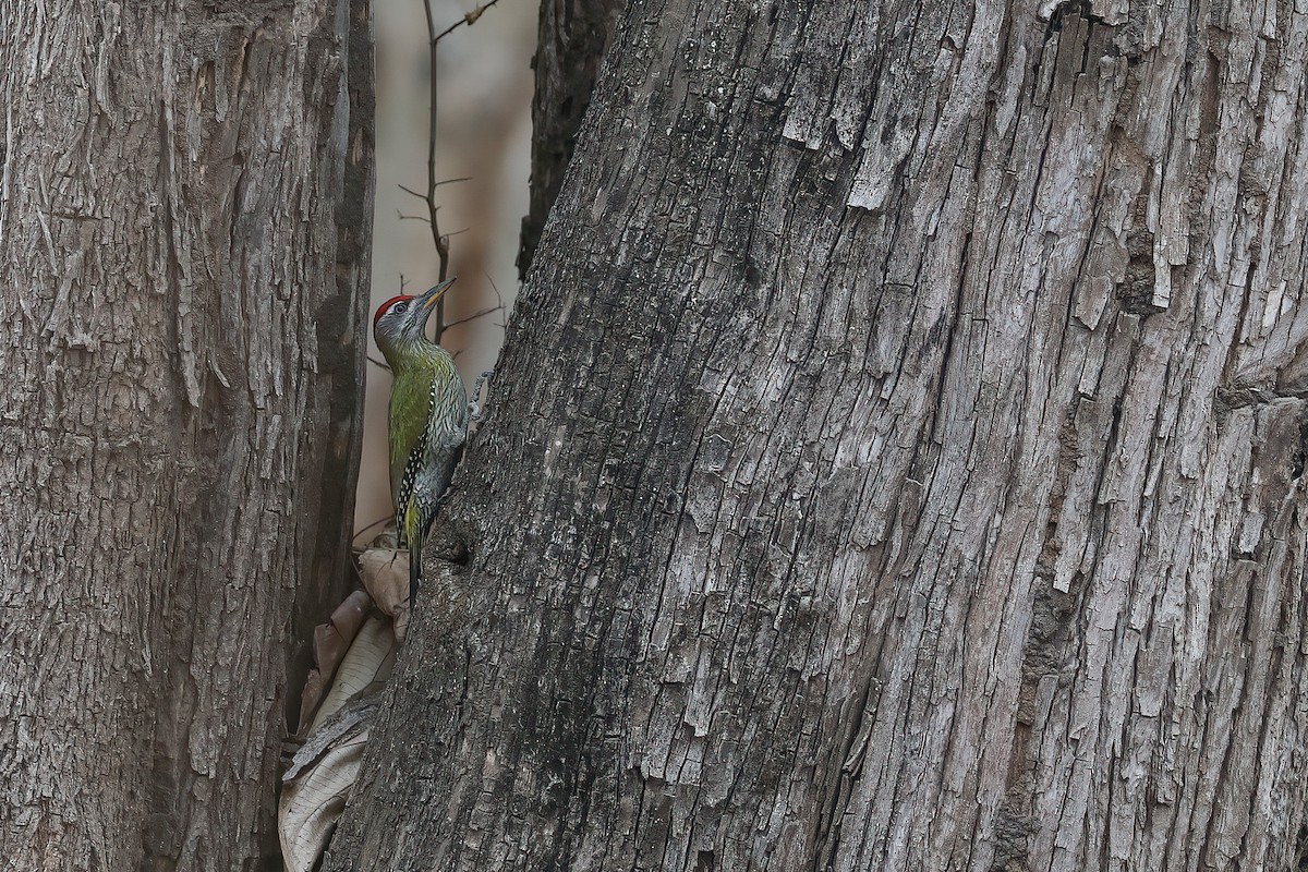 Streak-throated Woodpecker - Gaurang Bagda