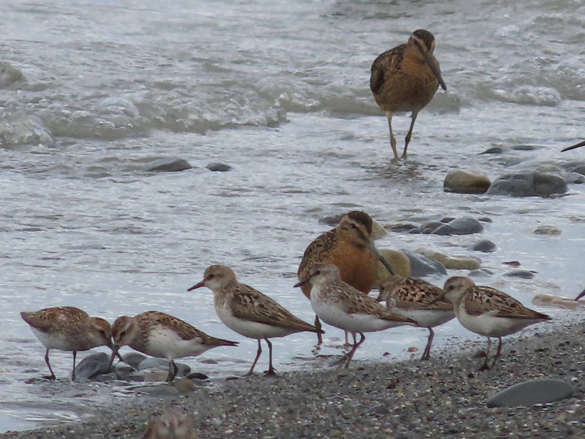 Semipalmated Sandpiper - Laura Burke