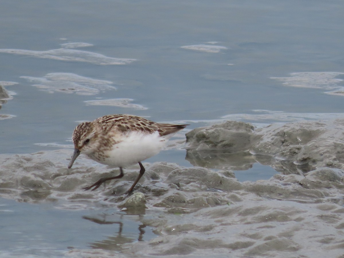 Semipalmated Sandpiper - ML466776961