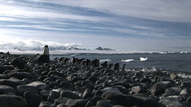 Adelie Penguin - ML466777