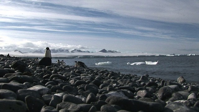 Adelie Penguin - ML466778