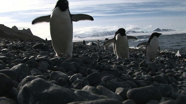 Adelie Penguin - ML466779