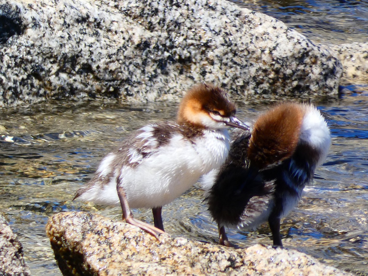 Common Merganser - ML466779071