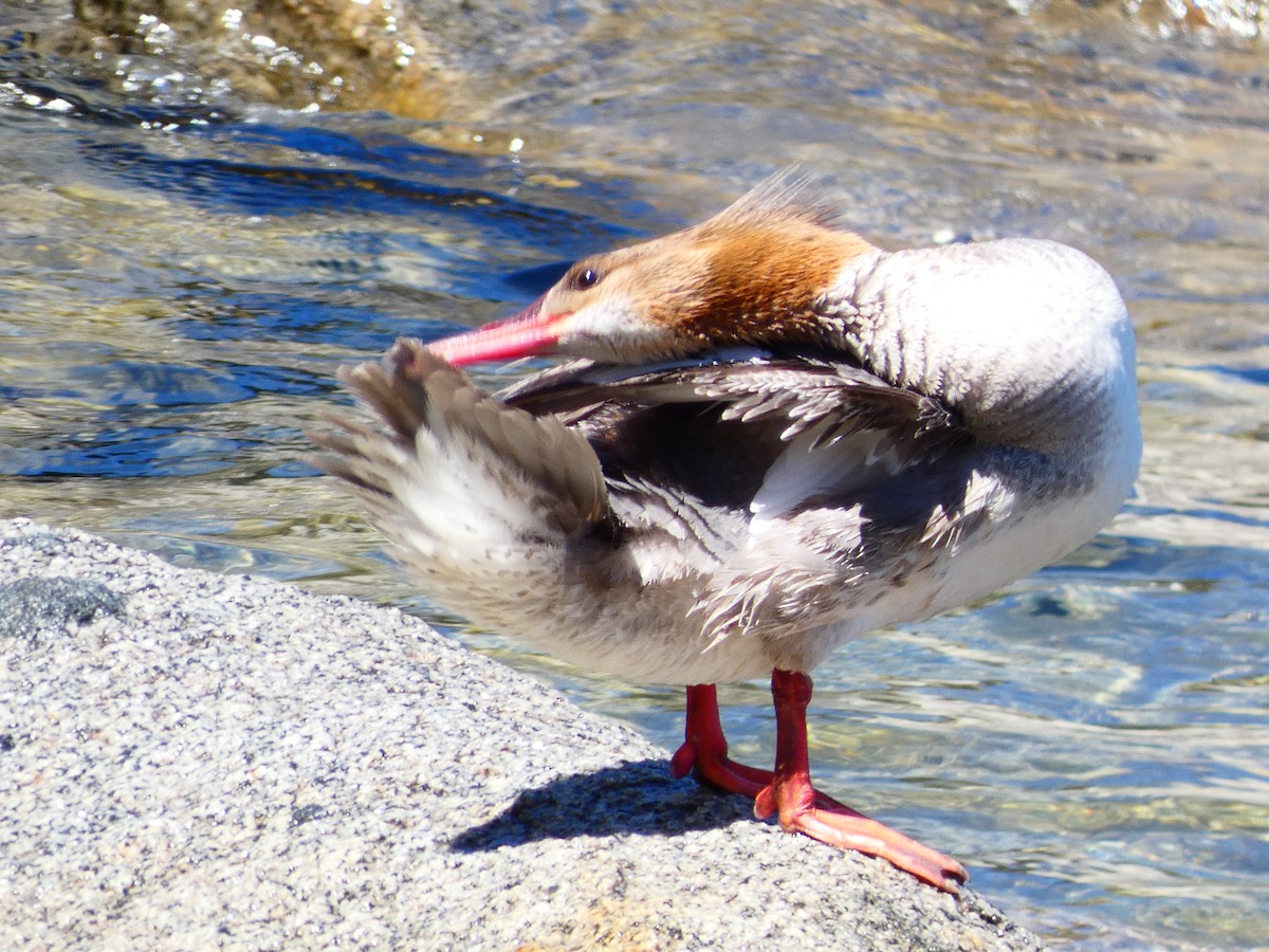 Common Merganser - ML466779081