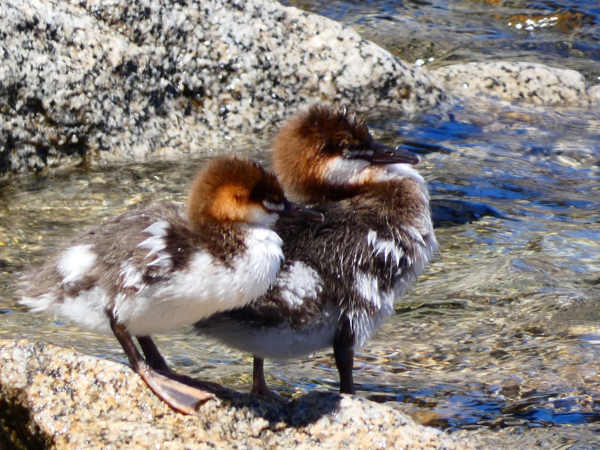 Common Merganser - ML466779111