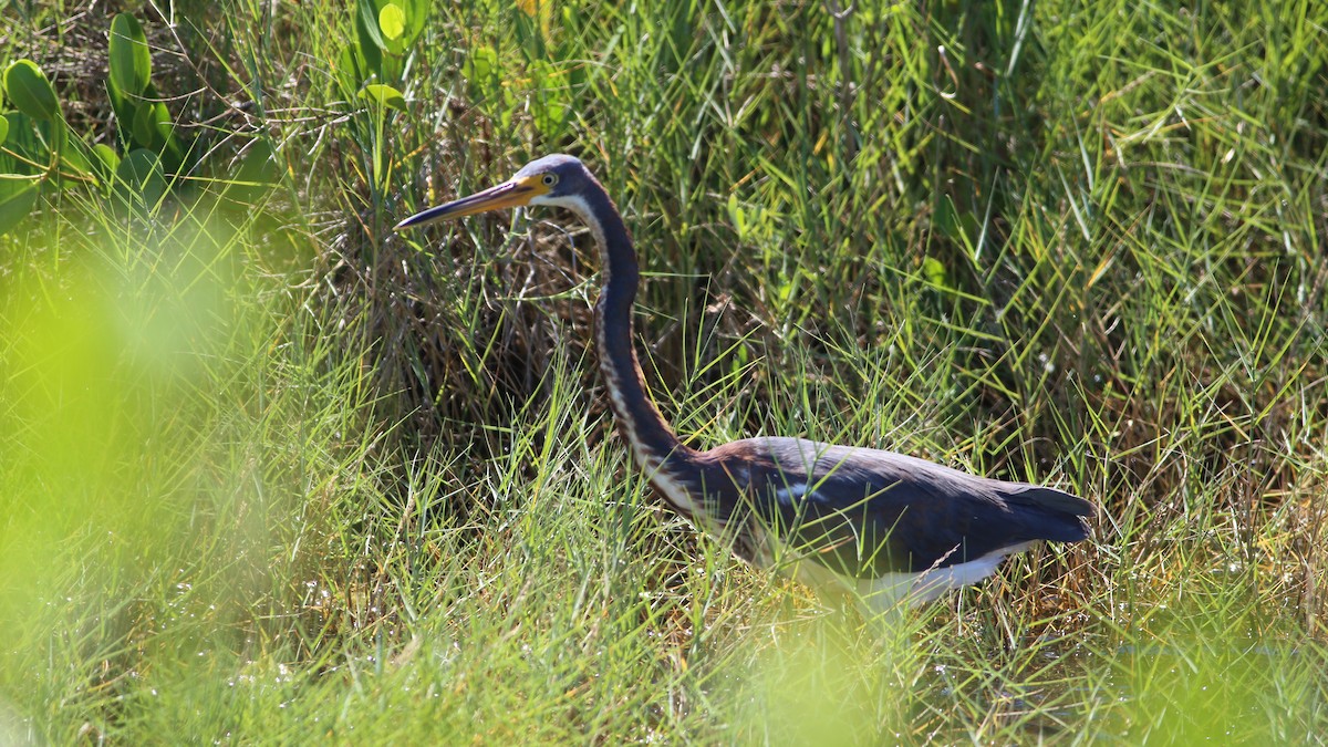 Tricolored Heron - Ivar Husa