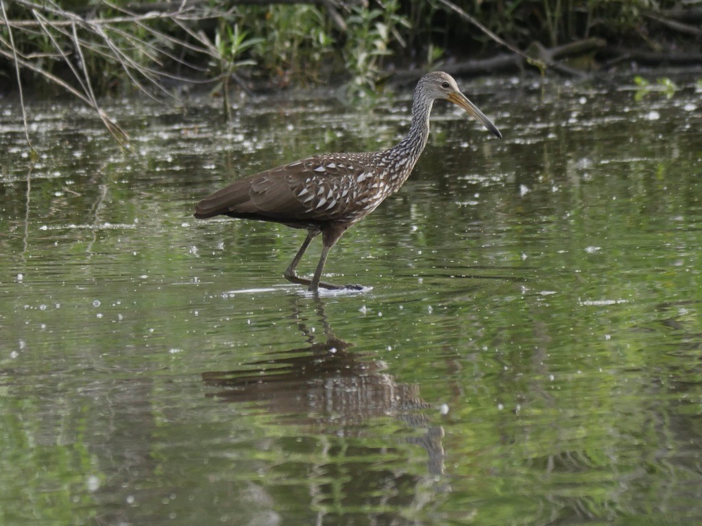 Limpkin - ML466779791